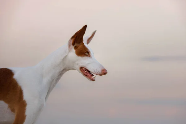 Hundeporträt Gegen Himmel Anmutiger Ibizenkischer Windhund Haustier Der Natur — Stockfoto