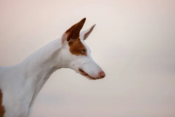 Портрет Собаки Против Неба Грэйси Ибизан Грейхаунд Животное Природе — стоковое фото