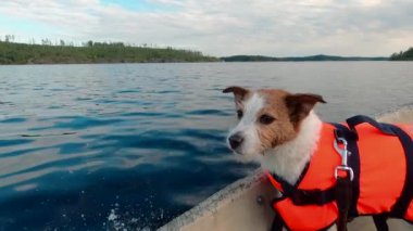 Köpek teknede. Jack Russell Terrier, gölde can yeleği giymiş.