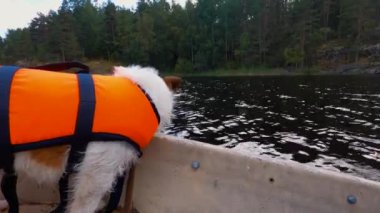 Köpek teknede. Jack Russell Terrier, gölde can yeleği giymiş.