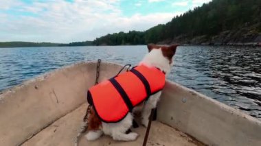 Köpek teknede. Jack Russell Terrier, gölde can yeleği giymiş.