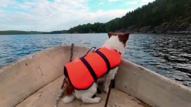Perro en el bote. Jack Russell terrier en un chaleco salvavidas en el lago — Vídeo de stock