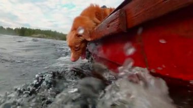 Komik köpek su yakalar. Ağır çekim. Nova Scotia Duck Tolling Retriever