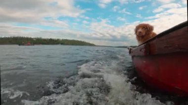 Komik köpek su yakalar. Ağır çekim. Nova Scotia Duck Tolling Retriever