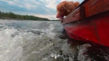 Komik köpek su yakalar. Ağır çekim. Nova Scotia Duck Tolling Retriever