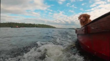 Komik köpek su yakalar. Ağır çekim. Nova Scotia Duck Tolling Retriever