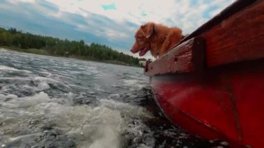 Komik köpek su yakalar. Ağır çekim. Nova Scotia Duck Tolling Retriever