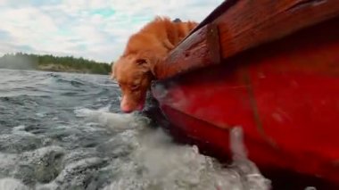 Komik köpek su yakalar. Ağır çekim. Nova Scotia Duck Tolling Retriever