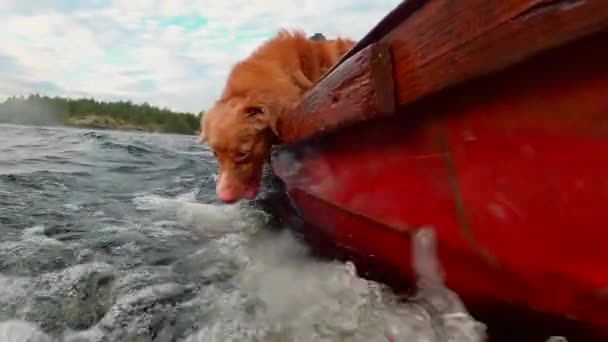 Забавная собака ловит воду. Медленное движение. Новая Шотландия Дак Толлинг ретривер — стоковое видео