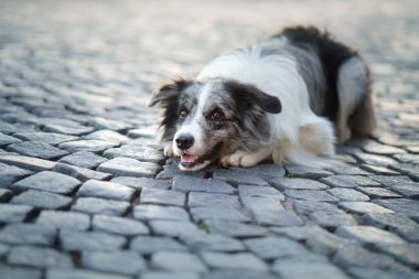 Şehirde güzel bir köpek var. Asfaltta mermer bir çoban köpeği yatıyor.. 