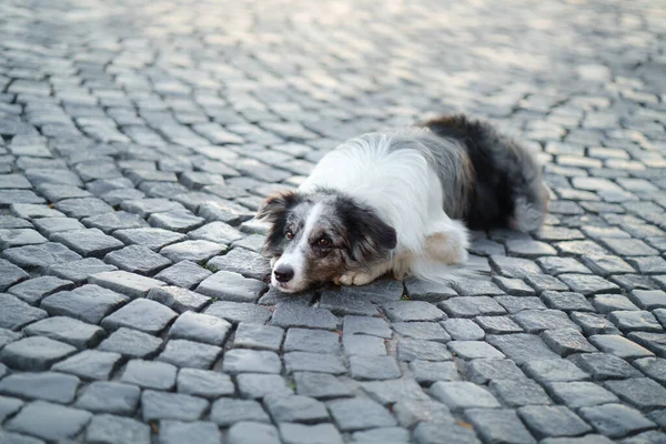 Ωραίος Σκύλος Στην Πόλη Μάρμαρο Σύνορο Κόλλεϊ Βρίσκεται Στην Άσφαλτο — Φωτογραφία Αρχείου