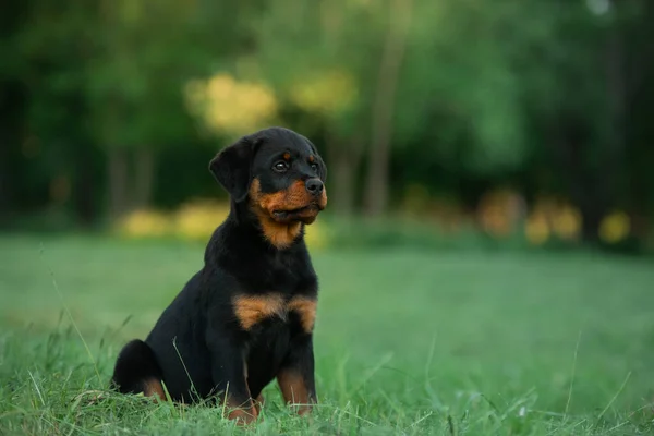 Rottweiler小狗的本性 狗在草地上 公园里的宠物 — 图库照片