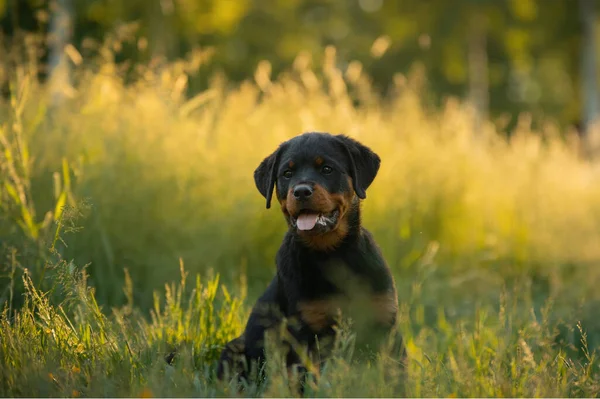 自然の中でロットワイラー子犬 草の上の犬 公園のペット — ストック写真