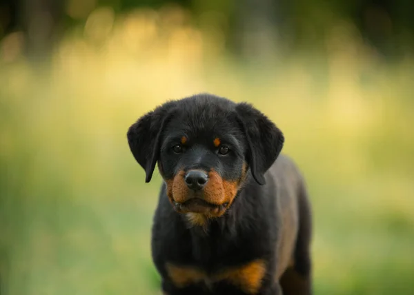 Szczeniak Rottweiler Naturze Pies Trawie Zwierzę Parku — Zdjęcie stockowe