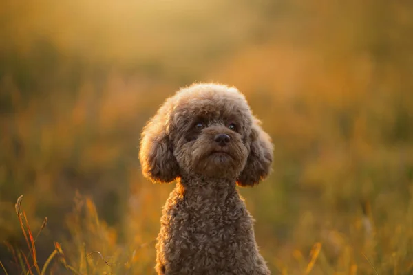 Miniaturowy Pudel Czekoladowy Trawie Zwierzątko Naturze Słodkie Pies Jak Zabawka — Zdjęcie stockowe