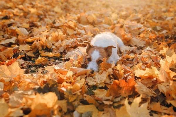 Cane Foglie Gialle Felice Jack Russell Terrier Natura Autunno Parco — Foto Stock