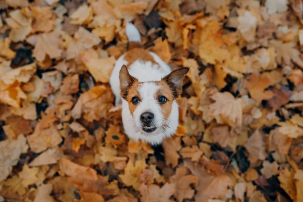 Hond Gele Bladeren Happy Jack Russell Terriër Natuur Het Najaar — Stockfoto