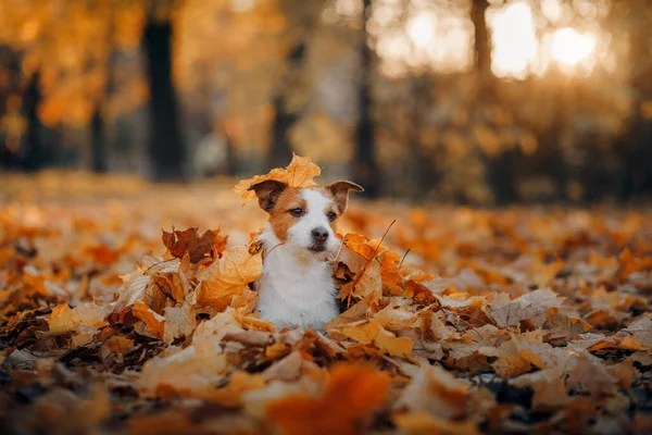 Cane Foglie Gialle Felice Jack Russell Terrier Natura Autunno Parco — Foto Stock