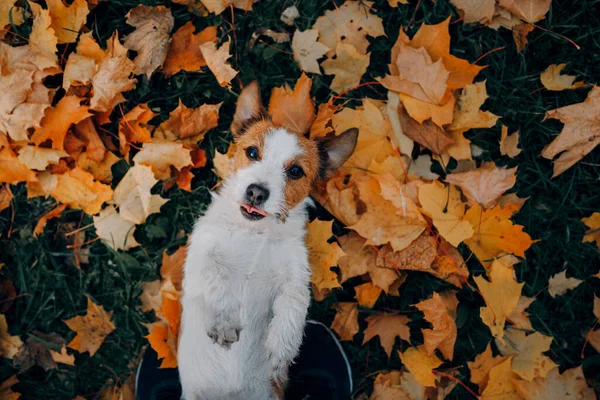 Dog Yellow Leaves Happy Jack Russell Terrier Nature Autumn Park — Stock Photo, Image