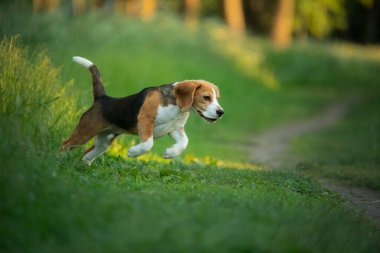Doğadaki köpek, parkta. Beagle köpek yavrusu koşup oynuyor. Evcil hayvan. 
