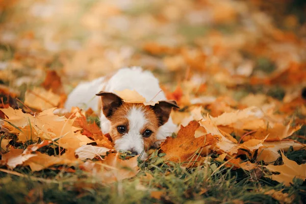 Perro Hojas Amarillas Happy Jack Russell Terrier Naturaleza Parque Otoño — Foto de Stock