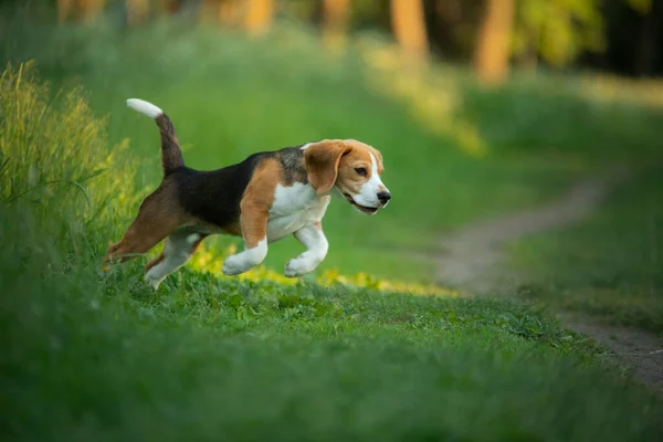 Собака Природі Парку Бігль Щеня Біжить Грає Домашня Тварина — стокове фото