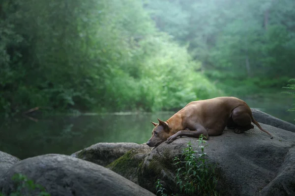 Pies Siedzi Kamieniu Wodzie Tajski Ridgeback Przyrodzie Lesie Rzeka — Zdjęcie stockowe