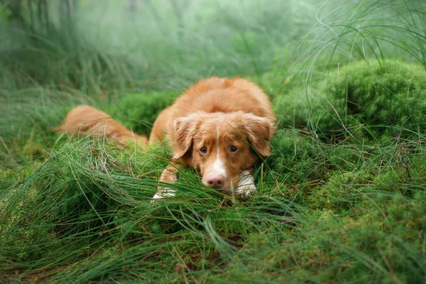 Pies Leży Szmaragdowym Mchu Lesie Czerwony Nova Scotia Duck Tolling — Zdjęcie stockowe