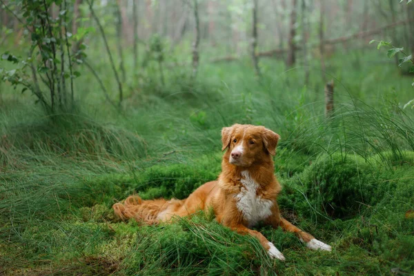 狗躺在森林里的翡翠苔藓上 新斯科舍省红鸭收费回收器 — 图库照片
