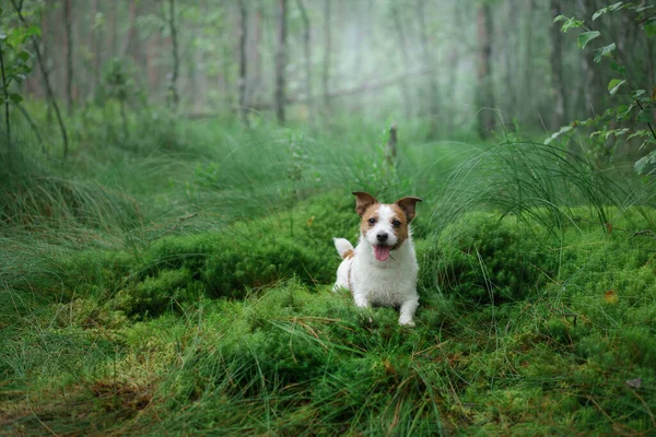 Собака Лежит Изумрудном Мхе Лесу Джек Рассел Терьер — стоковое фото