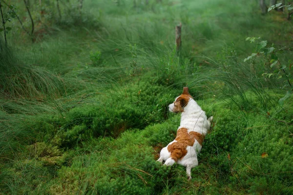 Pies Leży Szmaragdowym Mchu Lesie Jack Russell Terrier Naturze — Zdjęcie stockowe