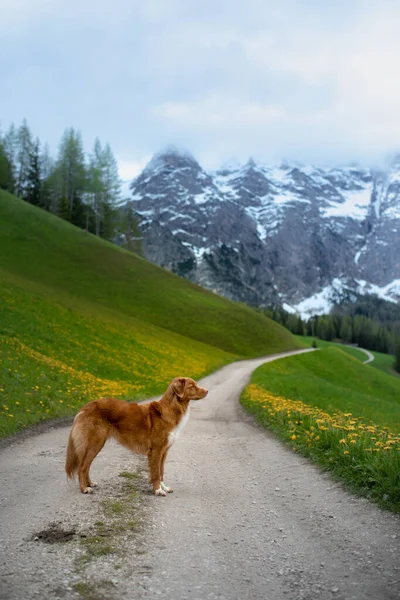 Kutya Völgyben Skócia Kacsa Tolling Retriever Hegyekben Utazás Kedvtelésből Tartott — Stock Fotó