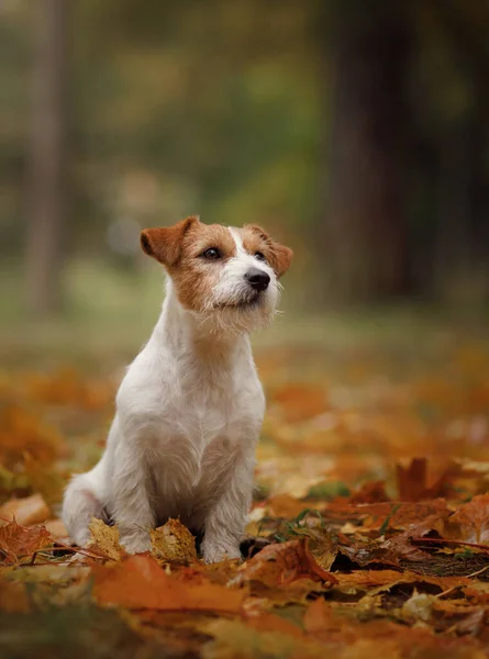 Perro Hojas Amarillas Happy Jack Russell Terrier Naturaleza Parque Otoño —  Fotos de Stock