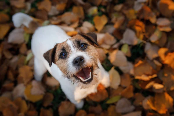 Sarı Yapraklı Köpek Mutlu Jack Russell Terrier Sonbahar Parkı Nda — Stok fotoğraf