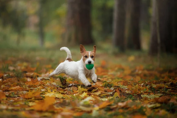 Собака Желтых Листьях Веселый Джек Рассел Терьер Природе Осеннем Парке — стоковое фото