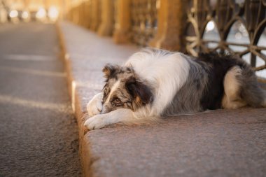 Şehirde güzel bir köpek var. Mermer kenarlı çoban köpeği eski kafesin arka planına karşı kaldırımda yatıyor
