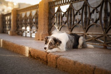 Şehirde güzel bir köpek var. Mermer kenarlı çoban köpeği eski kafesin arka planına karşı kaldırımda yatıyor