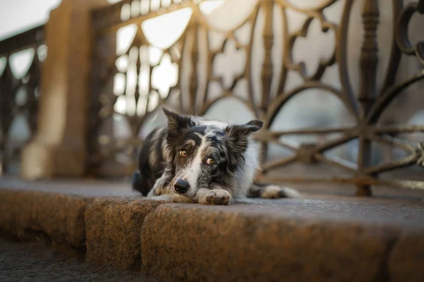 Nice Dog City Marble Border Collie Lies Curb Background Old — Stock Photo, Image