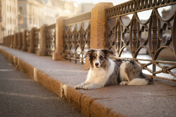 Хорошая Собака Городе Мраморная Колли Лежит Бордюре Фоне Старой Решетки — стоковое фото