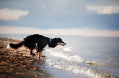 Köpek suya atlıyor. Border collie sahilde oynuyor.