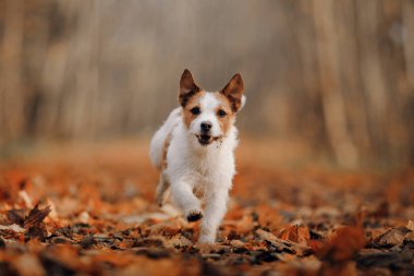 Sarı yapraklı köpek. Mutlu Jack Russell Terrier sonbahar parkında koşuyor.