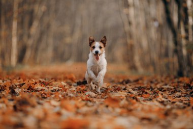Sarı yapraklı köpek. Mutlu Jack Russell Terrier sonbahar parkında koşuyor.