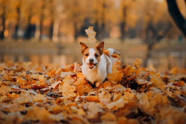 黄色い葉の犬 秋の公園で自然の中で実行されているハッピージャック ラッセル テリア — ストック写真