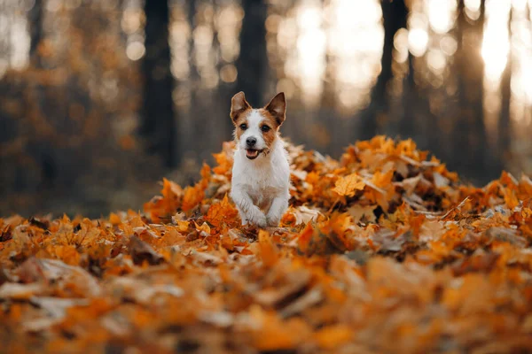 Cão Folhas Amarelas Happy Jack Russell Terrier Correndo Natureza Parque — Fotografia de Stock