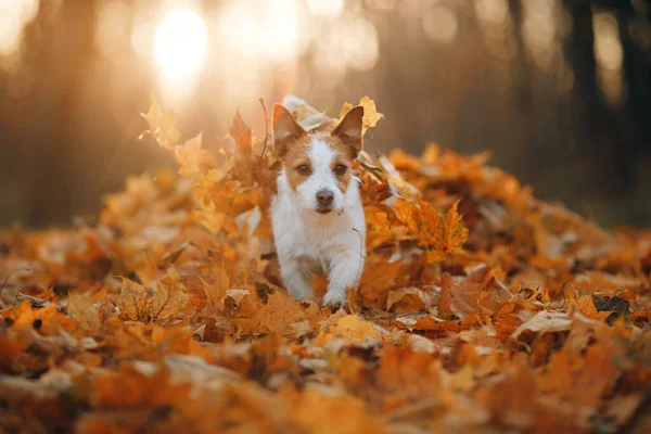 Perro Hojas Amarillas Happy Jack Russell Terrier Corriendo Naturaleza Parque — Foto de Stock