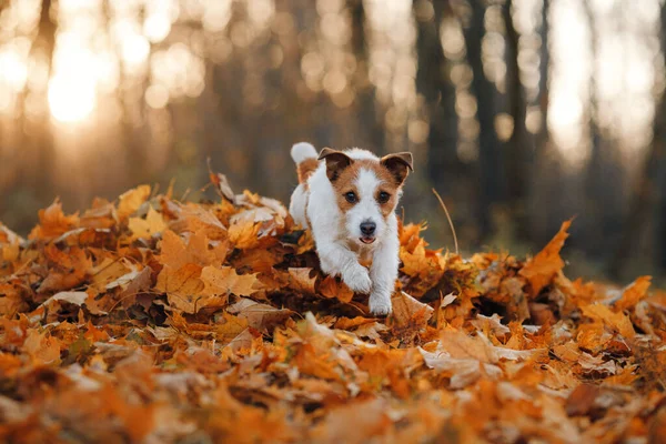 Cão Folhas Amarelas Happy Jack Russell Terrier Correndo Natureza Parque — Fotografia de Stock