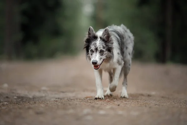 Ormandaki Köpek Komik Mermer Kenar Çoban Köpeği Doğada — Stok fotoğraf