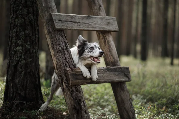 Dog in the forest. funny marble border collie in nature