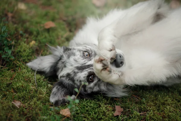 Kutya Erdőben Vicces Márvány Határ Collie Természetben — Stock Fotó