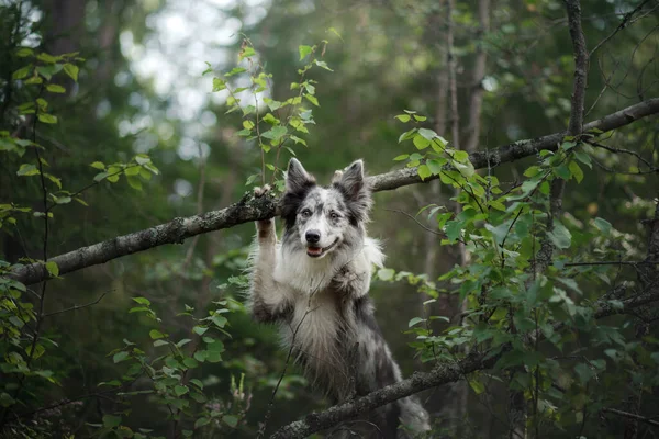 Cão Floresta Engraçado Borda Mármore Collie Natureza — Fotografia de Stock